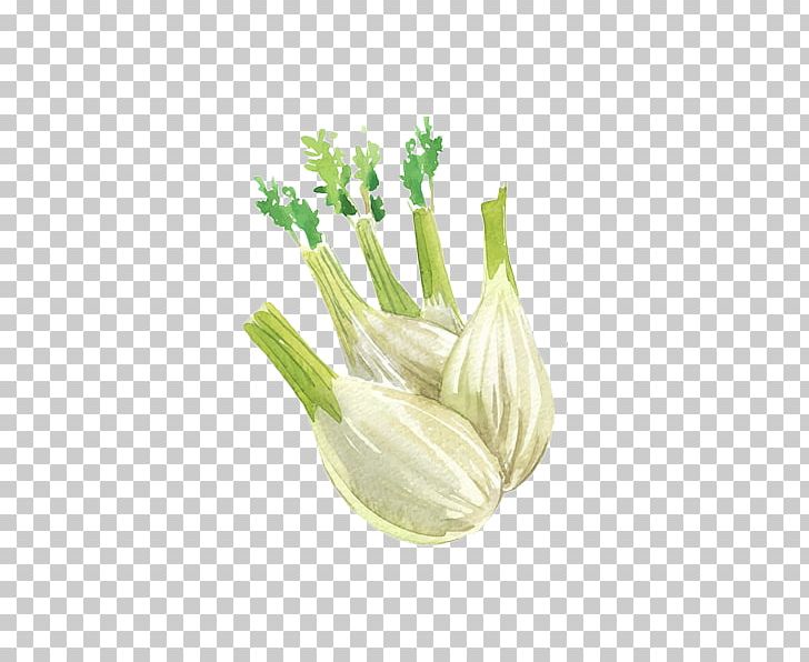 Onion Allium Fistulosum Garlic Watercolor Painting Illustration PNG, Clipart, Allium, Alternative Medicine, Cartoon, Drawing, Flower Free PNG Download