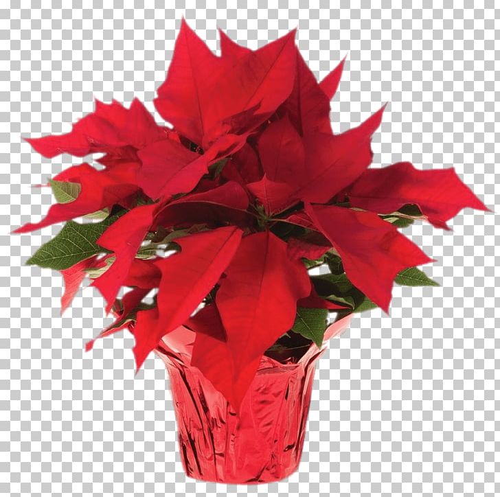 Poinsettia Flower Christmas Plants PNG, Clipart, Artificial Flower, Background Nature, Bract, Christmas, Christmas Plants Free PNG Download