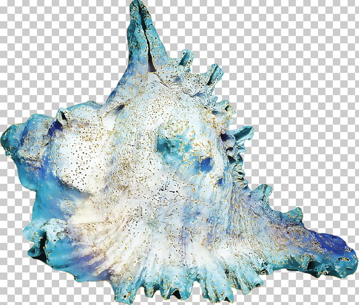 Seashell Conch Portable Network Graphics Blue Horagai PNG, Clipart, Animals, Art, Blue, Charonia Tritonis, Conch Free PNG Download
