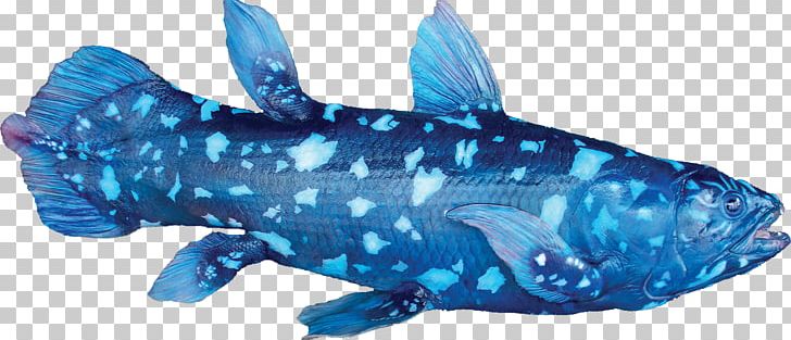 Fish West Indian Ocean Coelacanth Indonesian Coelacanth Living Fossil PNG, Clipart, Animal Figure, Animals, Bichir, Cobalt Blue, Coelacanth Free PNG Download