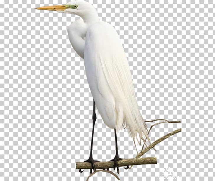 Great Egret Crane White Stork Bird Ibis PNG, Clipart, Beak, Bird, Ciconiiformes, Crane, Crane Like Bird Free PNG Download