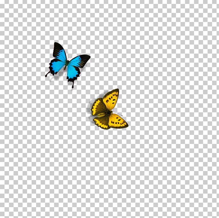 Monarch Butterfly PNG, Clipart, Anatomie Des Lxe9pidoptxe8res, Brush Footed Butterfly, Butterflies, Butterfly Group, Color Free PNG Download