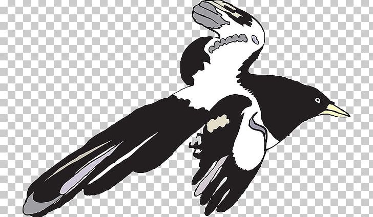 Cartoon PNG, Clipart, Beak, Bird, Bird Of Prey, Cartoon, Computer Software Free PNG Download