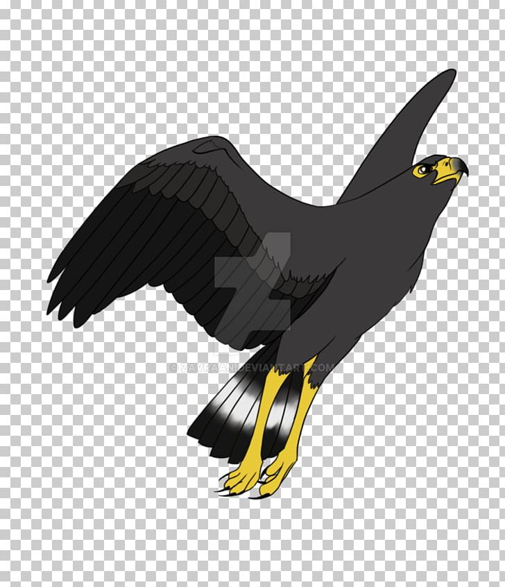 Bald Eagle Hawk Drawing Cartoon PNG, Clipart, Accipitriformes, Animated Cartoon, Art, Bald Eagle, Beak Free PNG Download