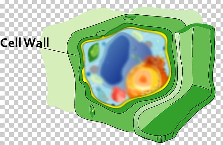 Plant Cell Vacuole Golgi Apparatus PNG, Clipart, Cell, Cell Membrane, Cell Wall, Diagram, Eukaryote Free PNG Download