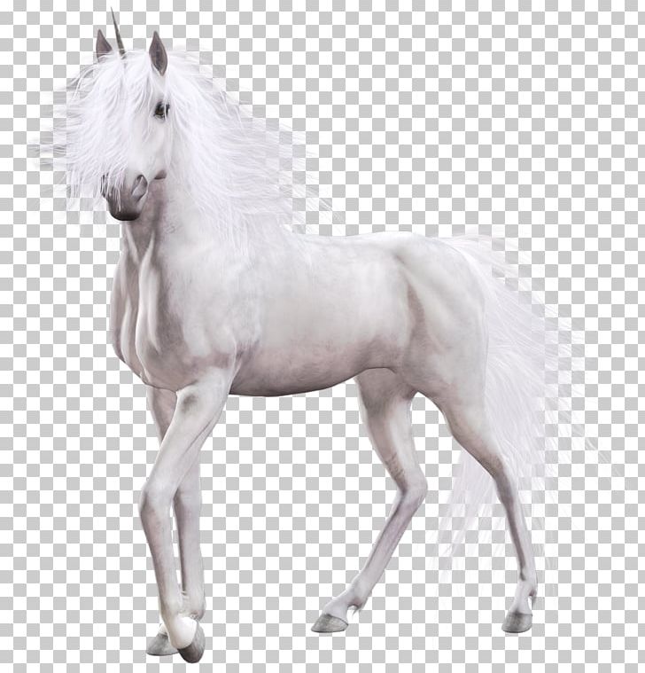 White Horse Mustang PNG, Clipart, Foal, Horse, Horse Like Mammal, Horse Tack, Information Free PNG Download
