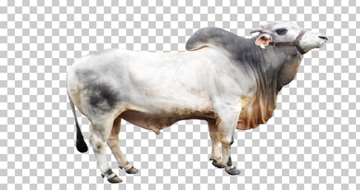 Zebu Ongole Cattle Beef Cattle Artificial Insemination Centers Lembang Limousin Cattle PNG, Clipart, Animal, Animals, Balai Inseminasi Buatan, Beef Cattle, Bull Free PNG Download