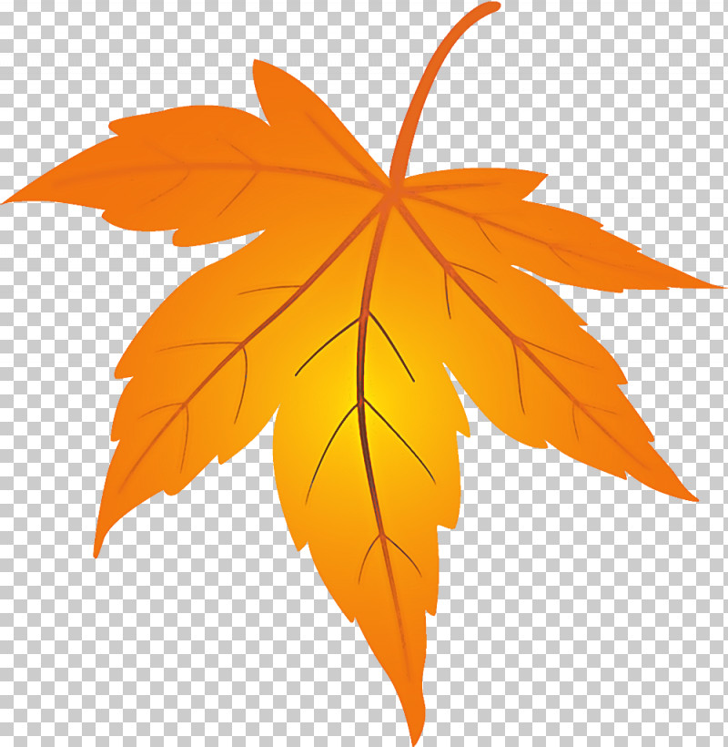 Maple Leaf Fallen Leaf Dead Leaf PNG, Clipart, Autumn, Autumn Leaf, Black Maple, Dead Leaf, Deciduous Free PNG Download