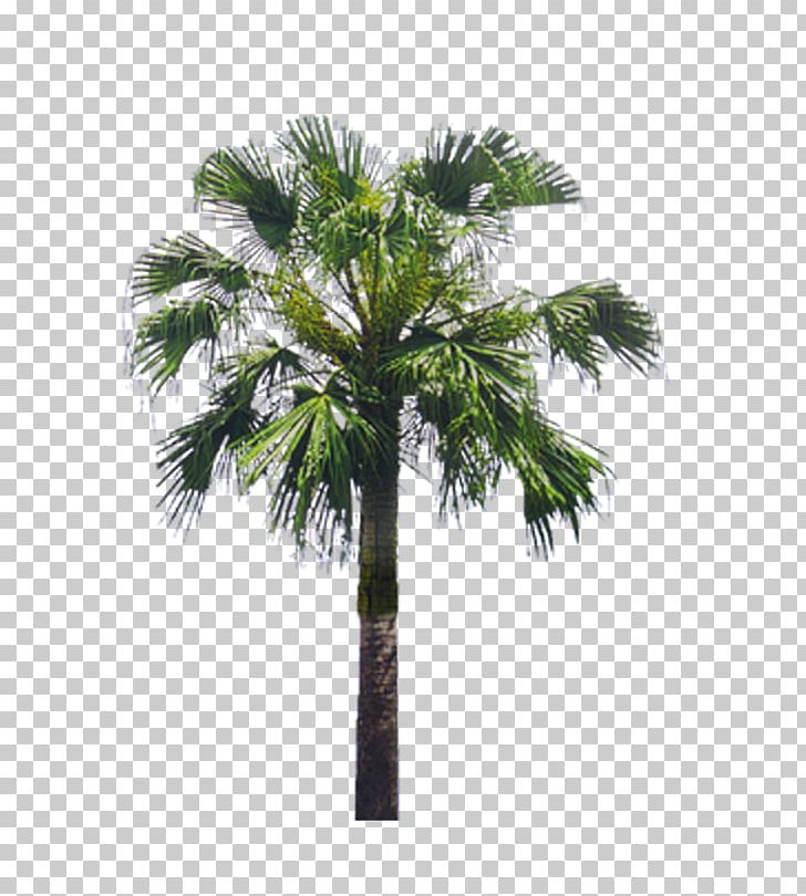 Arecaceae Tree Asian Palmyra Palm Landscape PNG, Clipart, Arecales, Autumn Tree, Borassus Flabellifer, Branch, Christmas Tree Free PNG Download
