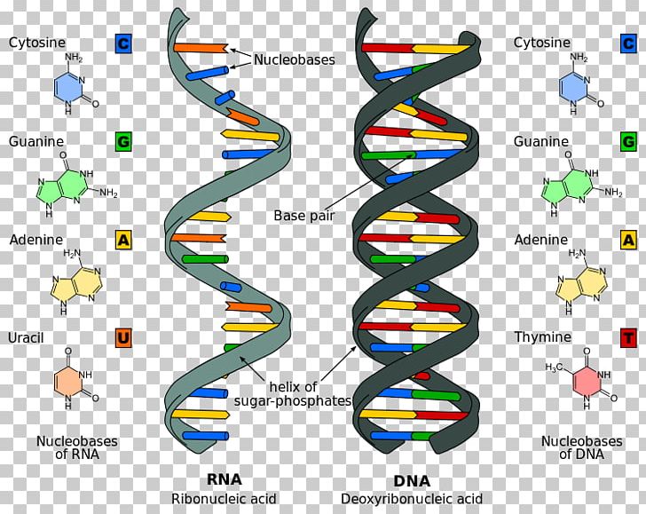 Nucleic Acid Structure RNA DNA PNG, Clipart, Acid, Area, Biology, Biomolecule, Capsid Free PNG Download