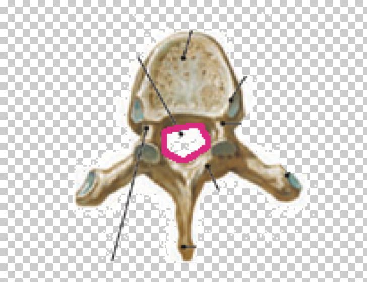 Thoracic Vertebrae Vertebral Column Anatomy Lumbar Vertebrae PNG, Clipart, Anatomy, Axial Skeleton, Bone, Cervical Vertebrae, Coccyx Free PNG Download