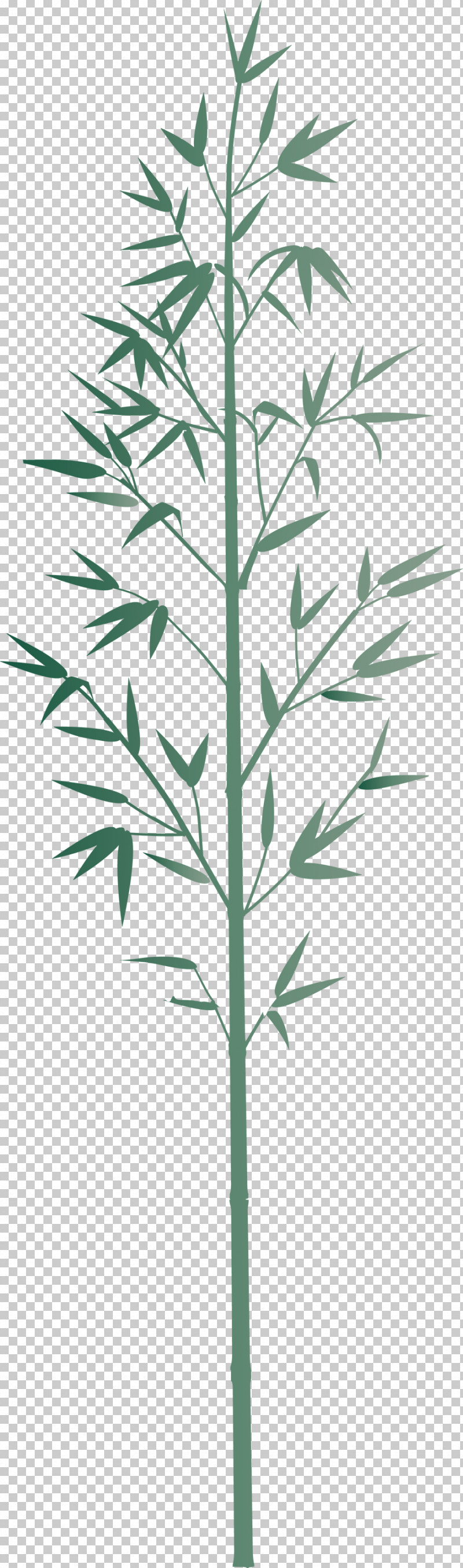 Bamboo Leaf PNG, Clipart, American Larch, Bamboo, Cleavers, Elymus Repens, Flower Free PNG Download