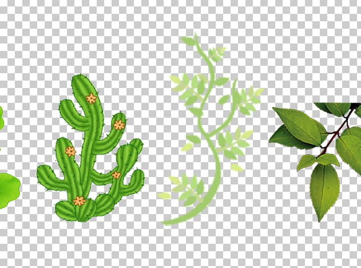 Cactaceae PNG, Clipart, Banana Leaves, Branch, Cactaceae, Computer Graphics, Download Free PNG Download
