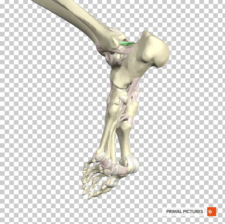 Posterior Talofibular Ligament Ankle Joint Anterior Talofibular Ligament PNG, Clipart, Ankle, Anterior Talofibular Ligament, Arm, Classical Sculpture, Figurine Free PNG Download