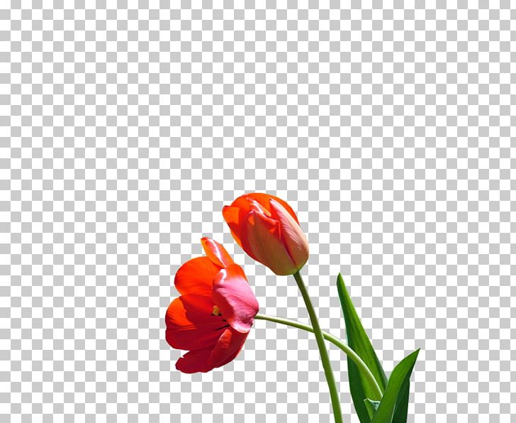 Tulip Cut Flowers Plant Stem Desktop Bud PNG, Clipart, Bud, Closeup, Computer, Computer Wallpaper, Cut Flowers Free PNG Download