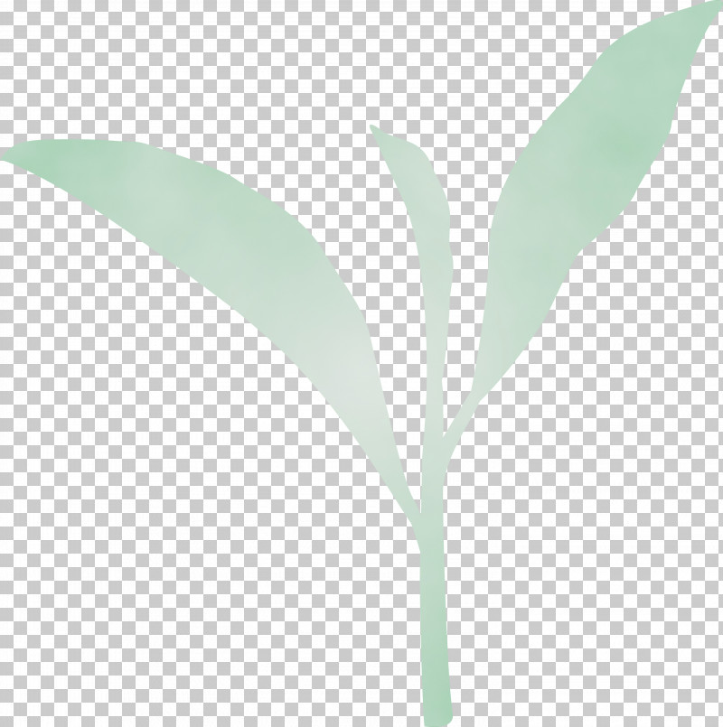 Leaf Green Plant Flower Lily Of The Valley PNG, Clipart, Eucalyptus, Flower, Green, Leaf, Lily Of The Valley Free PNG Download