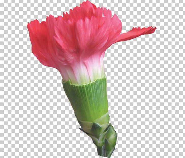 Carnation Portable Network Graphics Adobe Photoshop PNG, Clipart, Aphid, Bud, Budding, Carnation, Computer Software Free PNG Download
