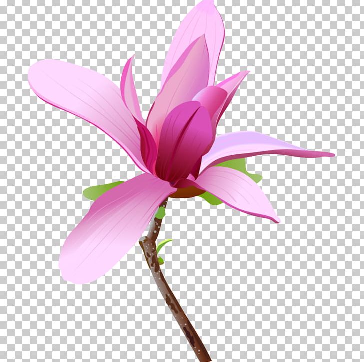 Flower PNG, Clipart, Aquatic Plant, Blossom, Cut Flowers, Flora, Floral Design Free PNG Download