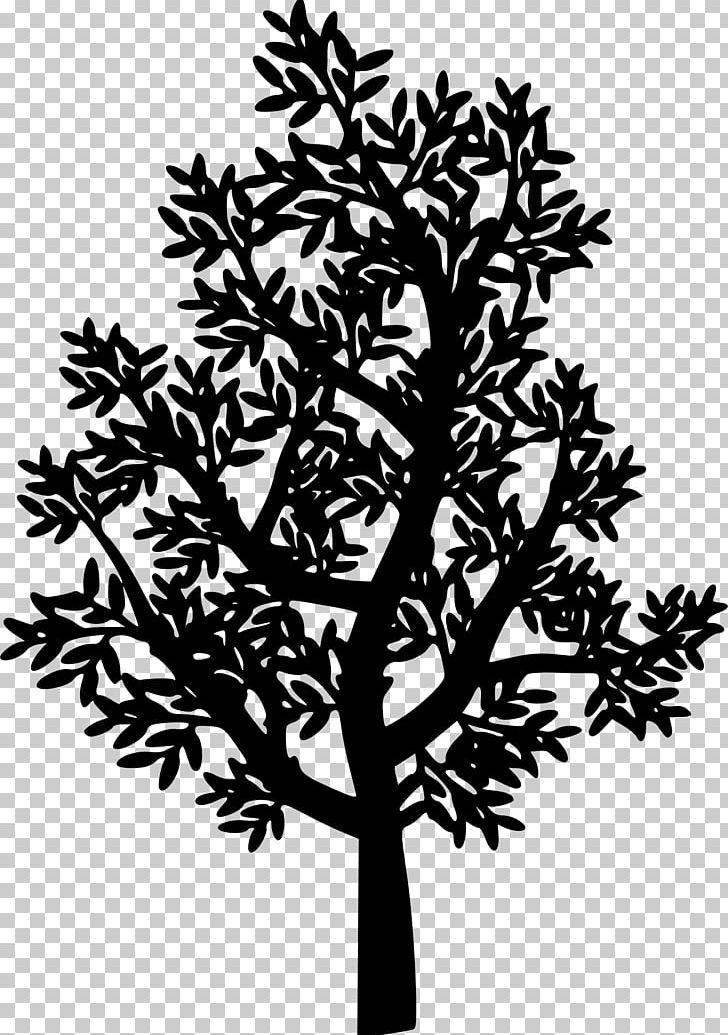 Tree Branch Silhouette Probiotic Twig PNG, Clipart, Black And White, Branch, Colonyforming Unit, Flora, Flower Free PNG Download
