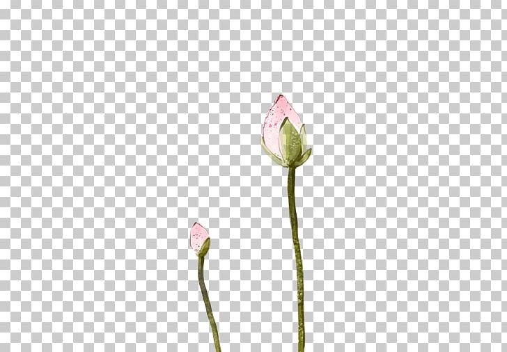 Tulip Cut Flowers Bud Plant Stem Petal PNG, Clipart, Bud, Bud Plant, Buds, Cartoon, Cut Flowers Free PNG Download