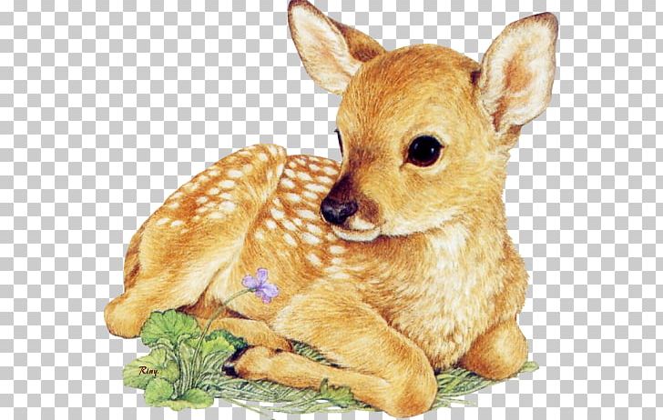 White-tailed Deer Drawing Infant PNG, Clipart, Animals, Antler, Art, Cuteness, Deer Free PNG Download