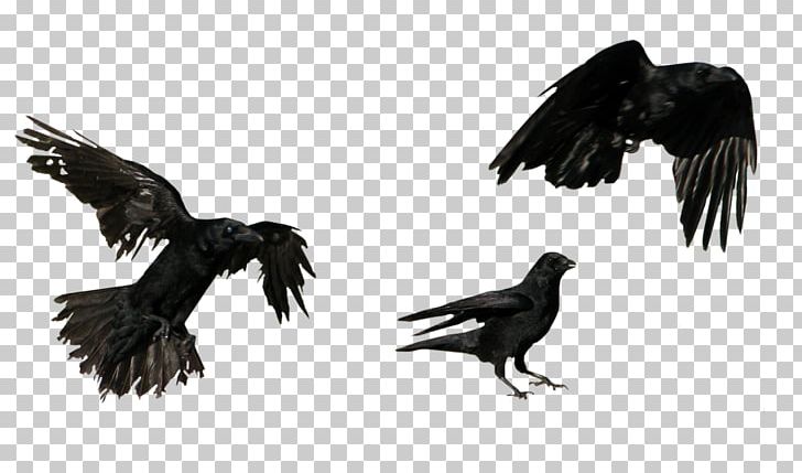 American Crow Flight Portable Network Graphics Common Raven PNG, Clipart, American Crow, Animals, Beak, Bird, Bird Of Prey Free PNG Download