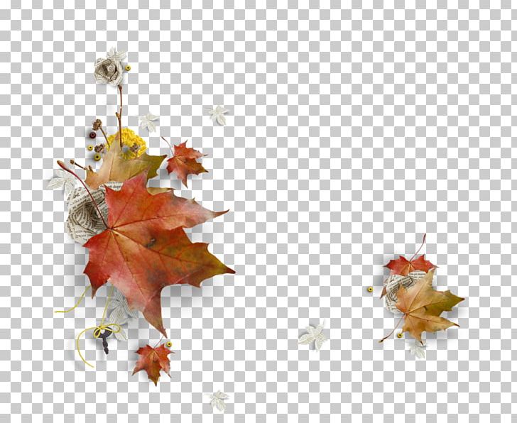 Autumn WhatsApp GIF PNG, Clipart, Autumn, Branch, Dried Flowers, Email, Flower Free PNG Download