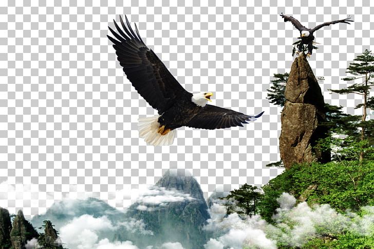Culture Company Bald Eagle PNG, Clipart, Adobe, Angel Wing, Bald Eagle, Bird, Business Free PNG Download