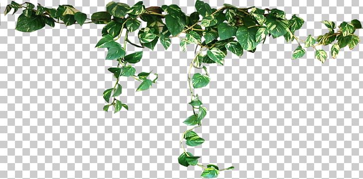 Houseplant PNG, Clipart, Arecaceae, Areca Palm, Branch, Clip Art, Devils Ivy Free PNG Download