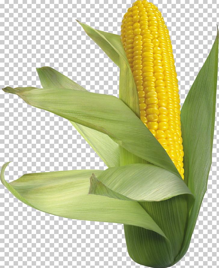 Waxy Corn Corn On The Cob Flint Corn Sweet Corn PNG, Clipart, Buckwheat, Commodity, Corn, Corn Kernel, Cornmeal Free PNG Download