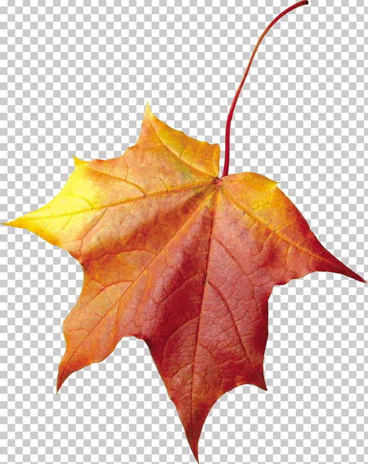 Autumn Leaf Color PNG, Clipart, Autumn, Autumn Leaf Color, Autumn Leaves, Autumn Png Leaf, Backstitch Free PNG Download