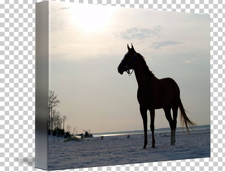 Stallion Mustang Mare Halter Freikörperkultur PNG, Clipart,  Free PNG Download
