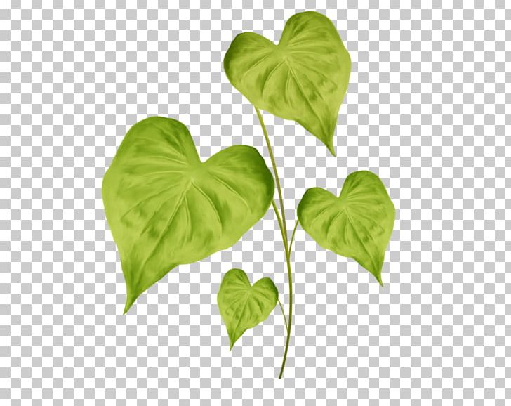 Leaf Plant Stem PNG, Clipart, Green, Ivy, Leaf, Plant, Plant Stem Free PNG Download