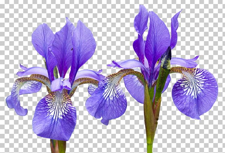 Northern Blue Flag Irises Flower Orris Root PNG, Clipart, Flag Irises, Flower, Flowering Plant, Garden Roses, Iris Free PNG Download
