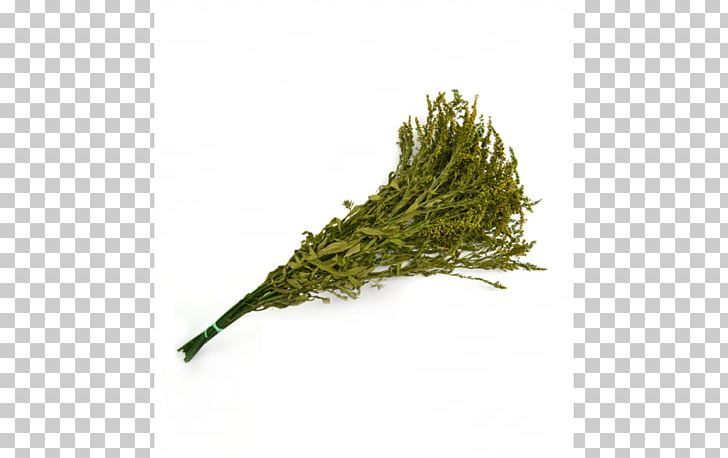 Solidago Virgaurea Plant Grass Web Browser PNG, Clipart, Assortment Strategies, Goldenrod, Grass, Grass Family, Herb Free PNG Download
