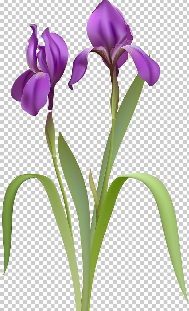 Irises PNG