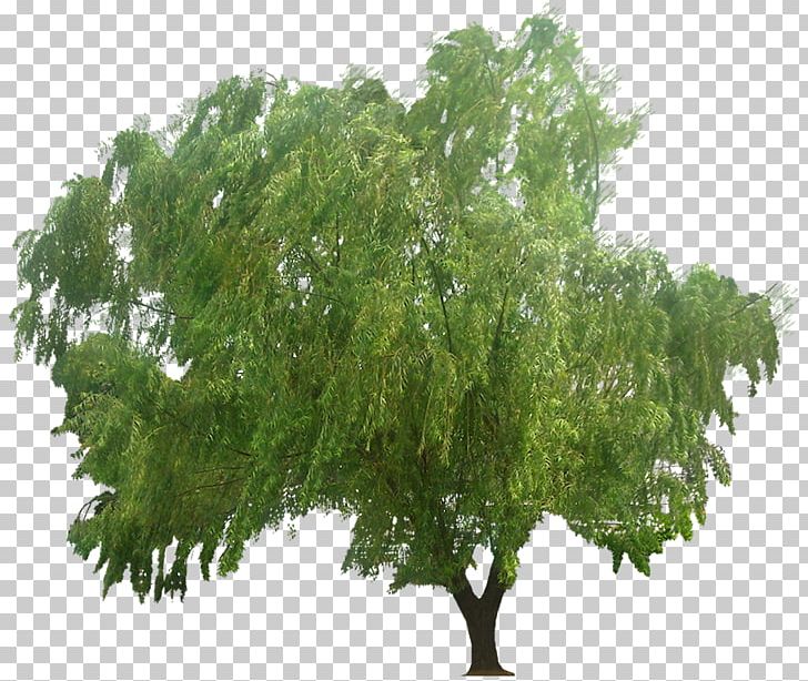 Tree Juglans Weeping Willow PNG, Clipart, Branch, Chestnut, Clip Art, Deciduous, Drawing Free PNG Download