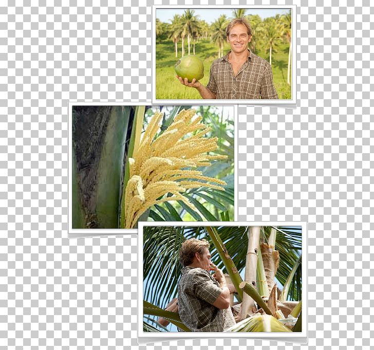 Tropical Fruit Coconut Banana Tropics PNG, Clipart, Banana, Coconut, Commodity, Flora, Fruit Free PNG Download