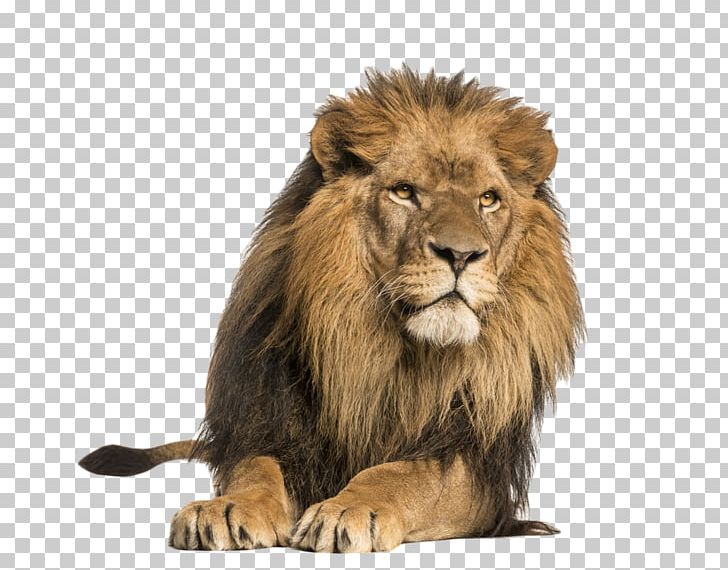 White Lion Tiger Stock Photography Roar PNG, Clipart, Animals, Big Cats, Carnivoran, Cat Like Mammal, Eyes Free PNG Download