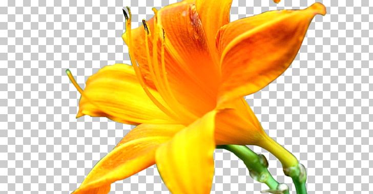 Editing PNG, Clipart, Closeup, Daylily, Download, Editing, Editor Free PNG Download