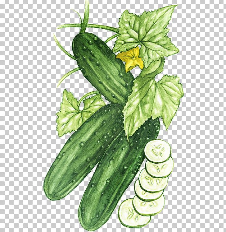 Pickled Cucumber Vegetable Melon Zucchini PNG, Clipart, Cucumber, Cucumber Gourd And Melon Family, Cucumber Pickle, Cucumis, Cucurbita Free PNG Download