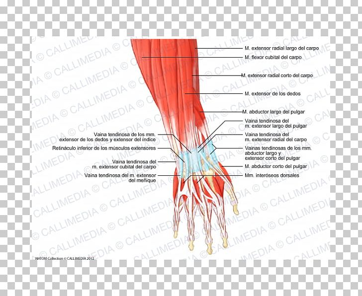 Thumb Muscle Forearm Anatomy Hand PNG, Clipart, Anatomy, Arm, Blood Vessel, Diagram, Finger Free PNG Download
