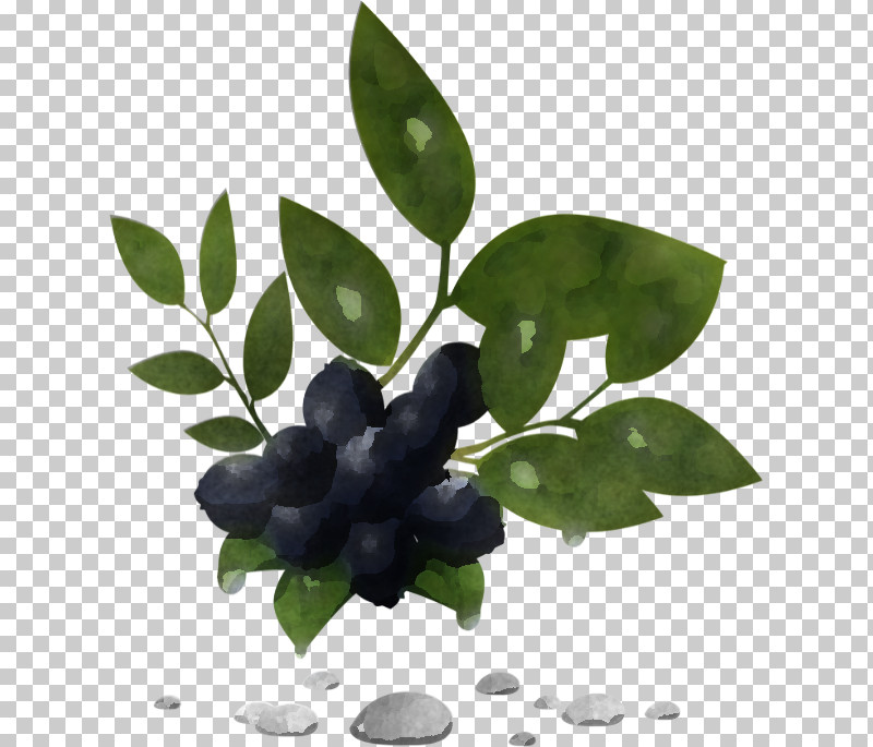 Plant Berry Leaf Flower Fruit PNG, Clipart, Berry, Branch, Chokeberry, Flower, Fruit Free PNG Download