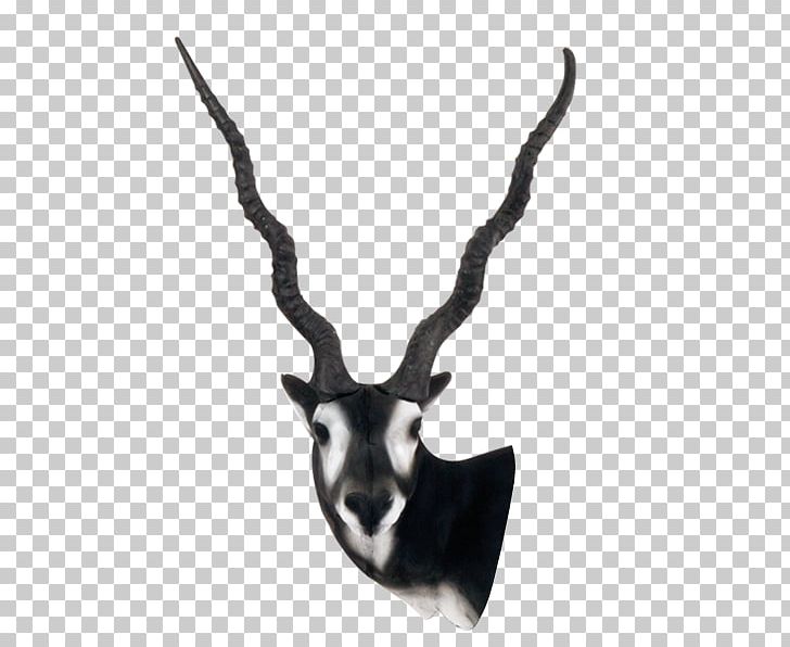 Antelope Horn Blackbuck Deer Gazelle PNG, Clipart, Animals, Antelope, Antler, Archery, Black And White Free PNG Download