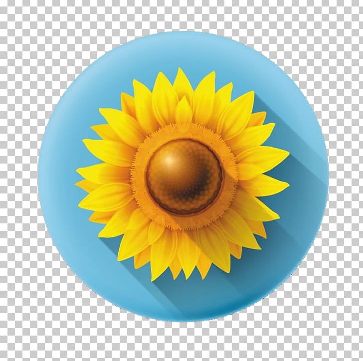 Common Sunflower Icon PNG, Clipart, Closeup, Computer Wallpaper, Daisy Family, Eye, Flower Free PNG Download