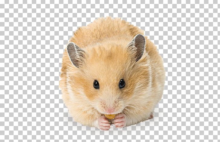 Golden Hamster Gerbil Rodent Ferret PNG, Clipart, Animals, Chinese Hamster, Dormouse, European Hamster, Fauna Free PNG Download