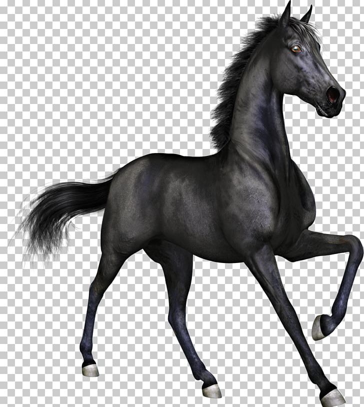 Horse Stallion Mare Black PNG, Clipart, Bit, Black, Black And White, Bridle, Canter And Gallop Free PNG Download