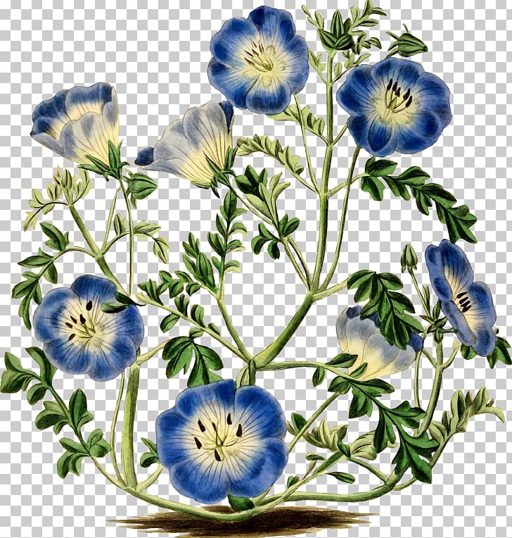 Menzies' Baby Blue Eyes Flower Botany Botanical Illustration PNG, Clipart, Baby Blue Eyes, Botanical Illustration, Botany, Flower, Menzies Free PNG Download