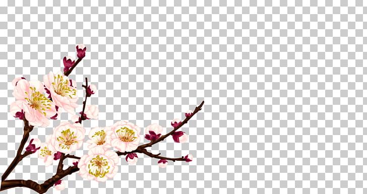 Plum Blossom Flower PNG, Clipart, Apricot Blossom Yellow, Apricot Flower, Apricots, Apricot Vector, Branch Free PNG Download