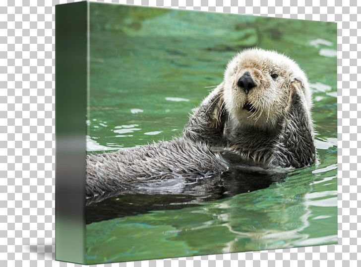 Sea Otter Greeting & Note Cards Monterey Bay Marine Mammal PNG, Clipart, Art, Carnivoran, Evil, Fauna, Greeting Free PNG Download